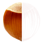 Haselnuss2