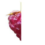 Himbeer2