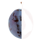 Pflaume2